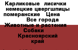 Карликовые “лисички“  немецкие цвергшпицы/померанские › Цена ­ 35 000 - Все города Животные и растения » Собаки   . Красноярский край